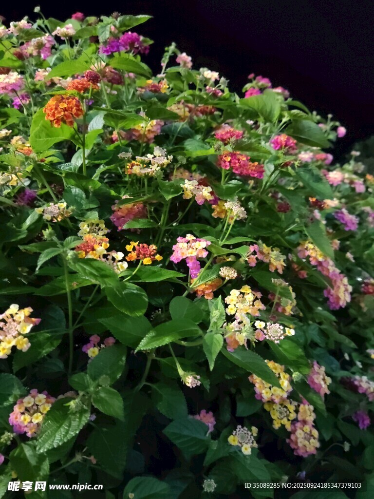 多彩花卉绽放