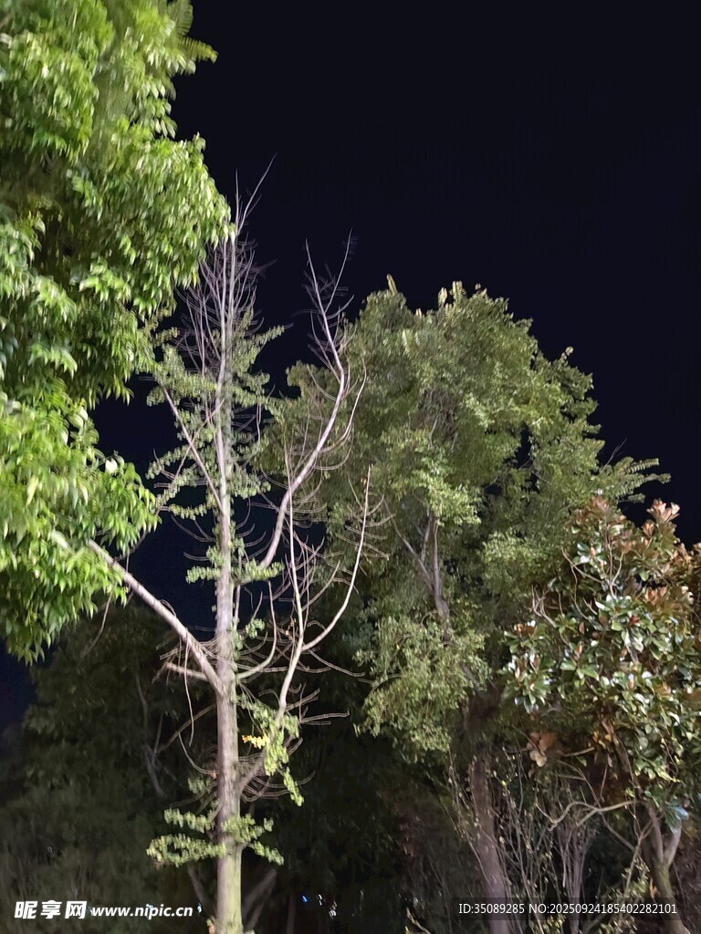 夜间枯树与繁茂绿树对比