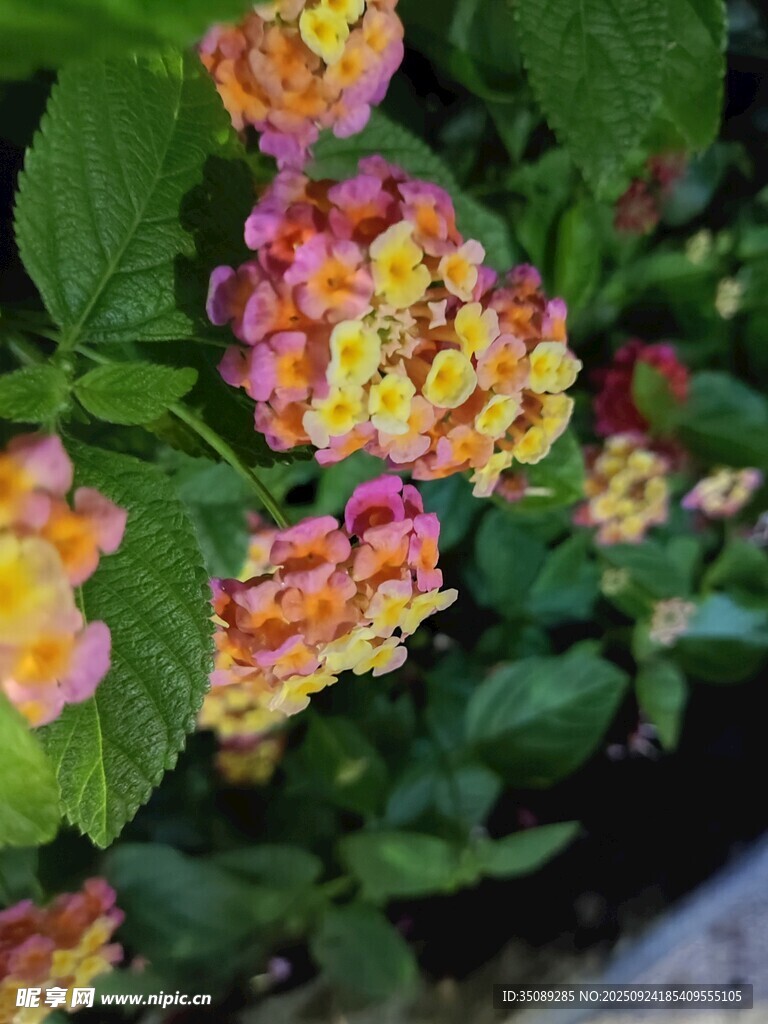 多彩马缨丹花朵绽放