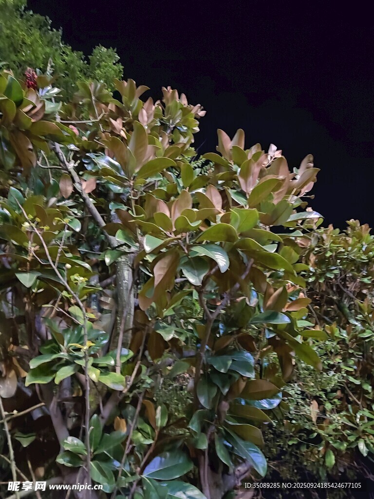 绿叶繁茂的植物景观
