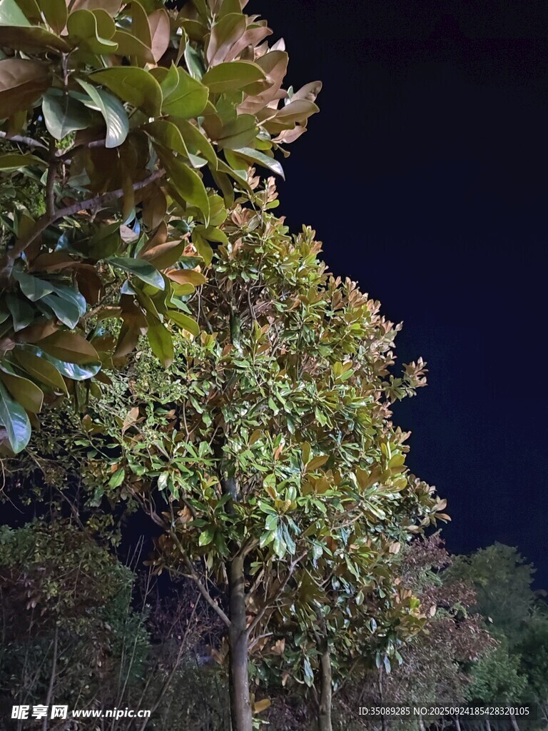 夜幕下的葱郁树木
