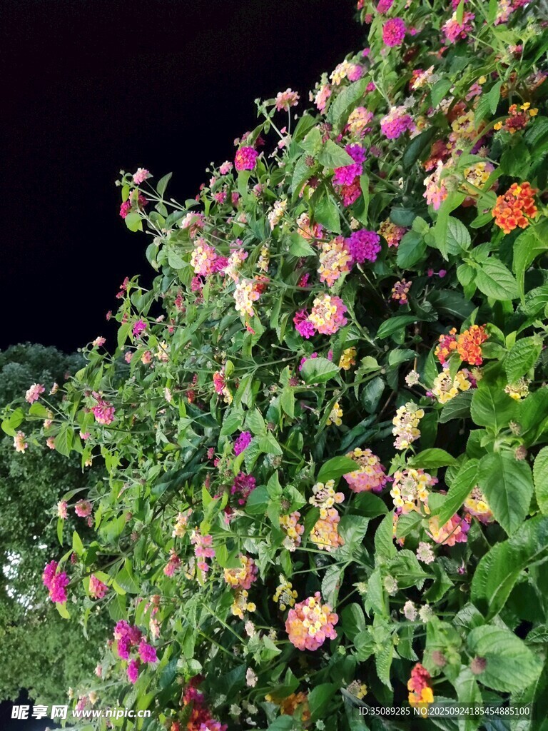 夜下缤纷花卉美景