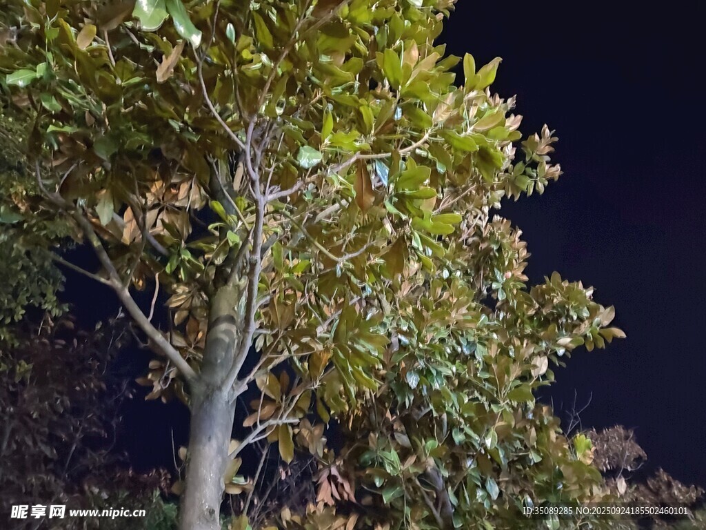 夜色中的树木