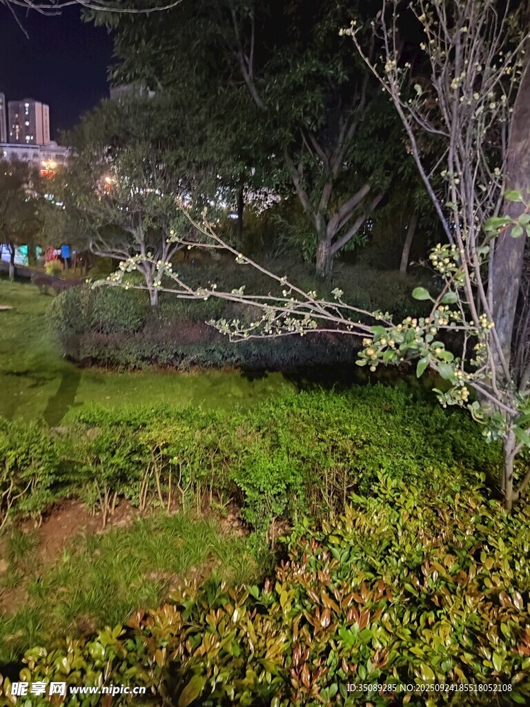 夜晚公园绿植景观
