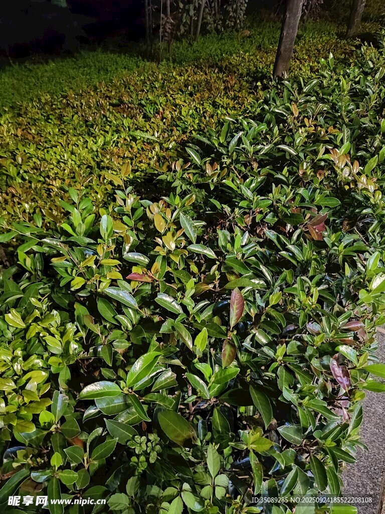 绿叶繁茂的绿植景观
