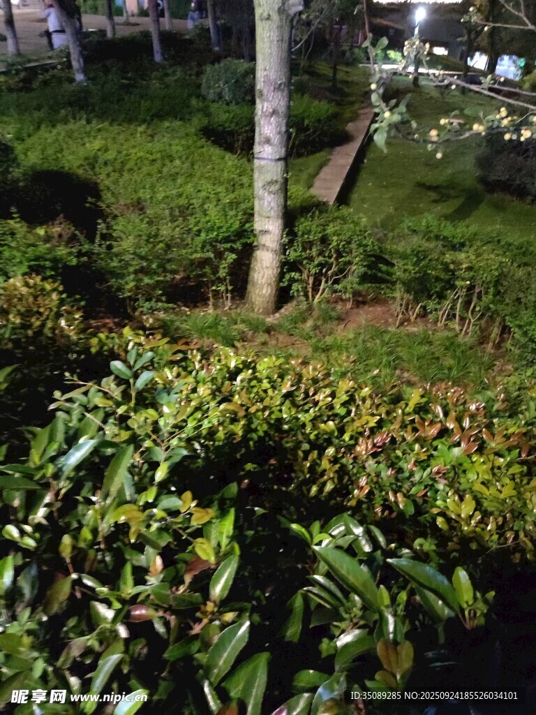 夜晚绿植景观