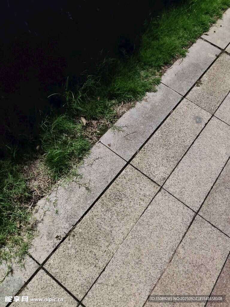 石板路旁的翠绿小草