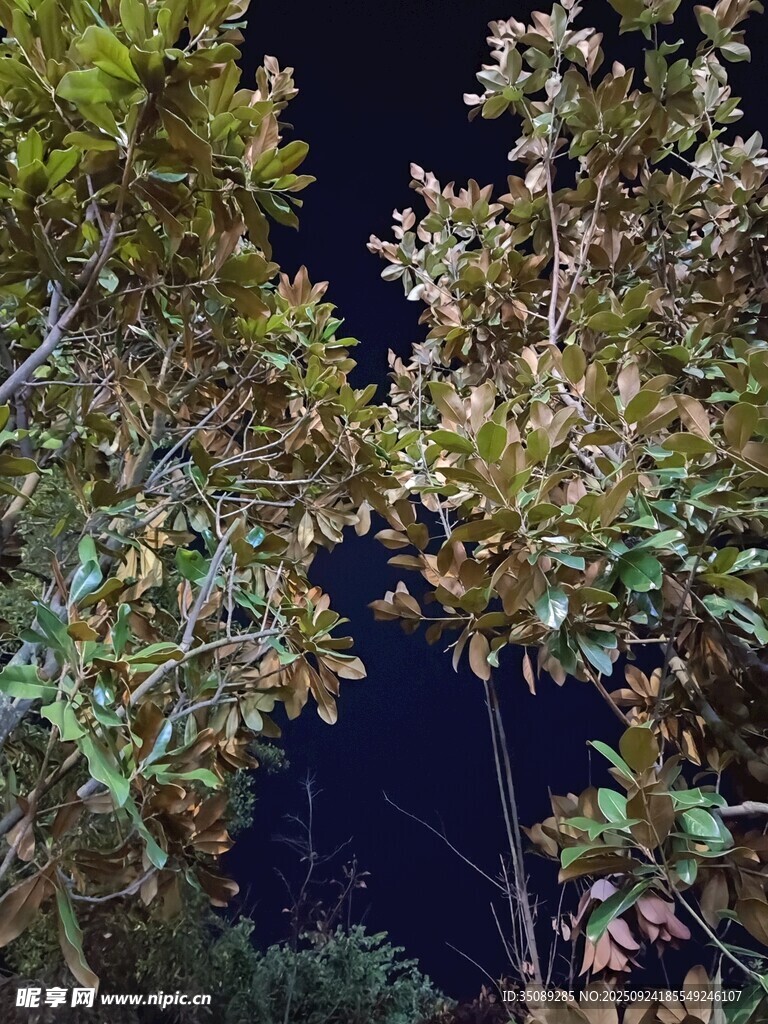 夜晚中的繁茂树木