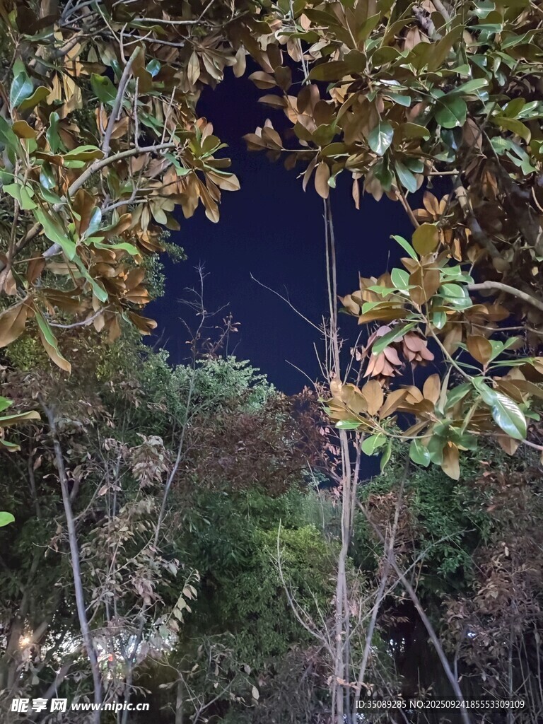 透过枝叶望夜空