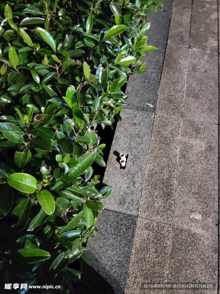 路边绿植与石板路