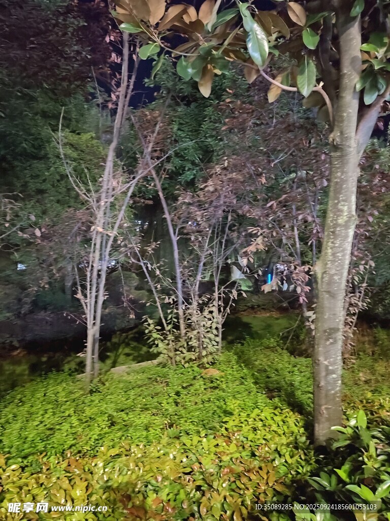 夜色中的树林绿植景观