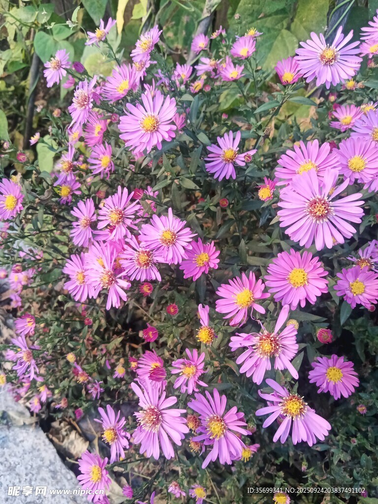 绽放的粉色小菊花