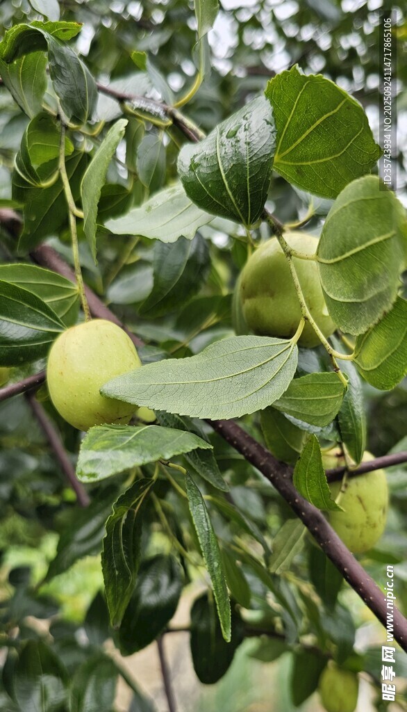 枝头青苹果绿意盎然