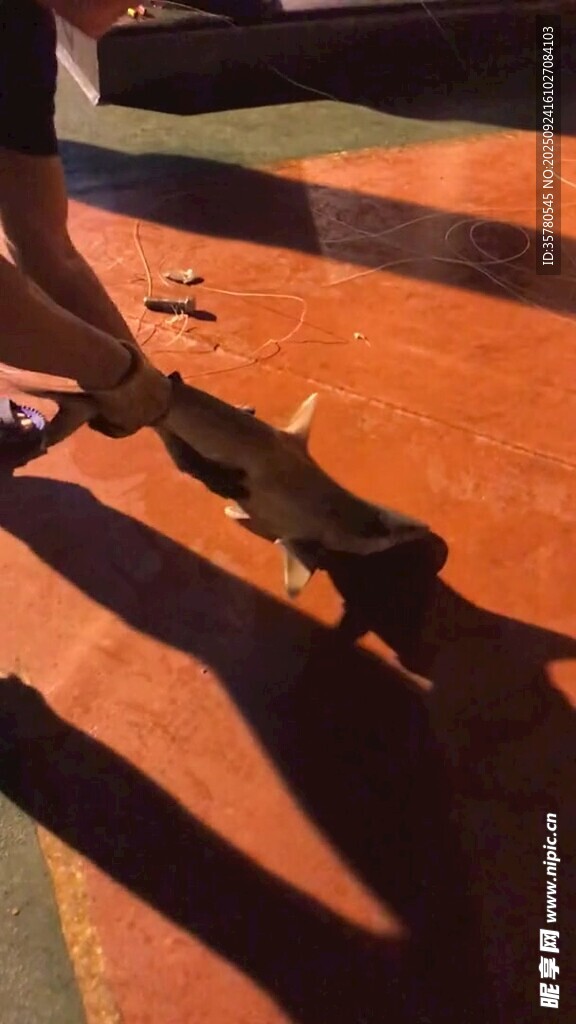 人逗猫玩耍的温馨瞬间