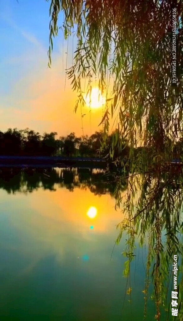 夕阳下的湖畔垂柳美景