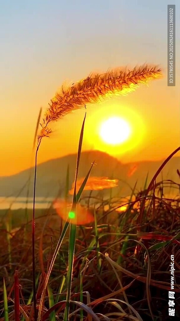 夕阳下的金色芦苇美景