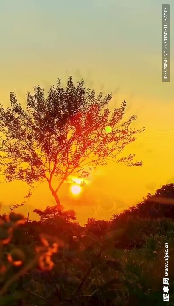 夕阳下的孤树