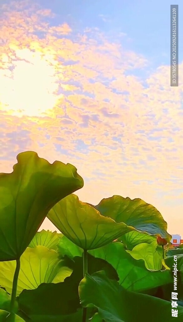 晨阳下的翠绿荷叶