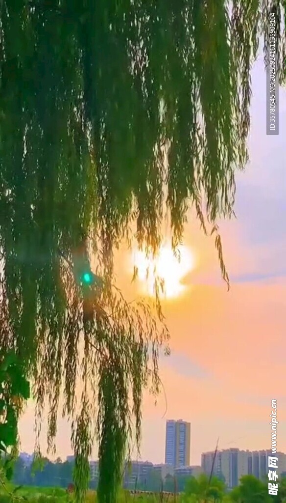 夕阳下柳树垂枝美景