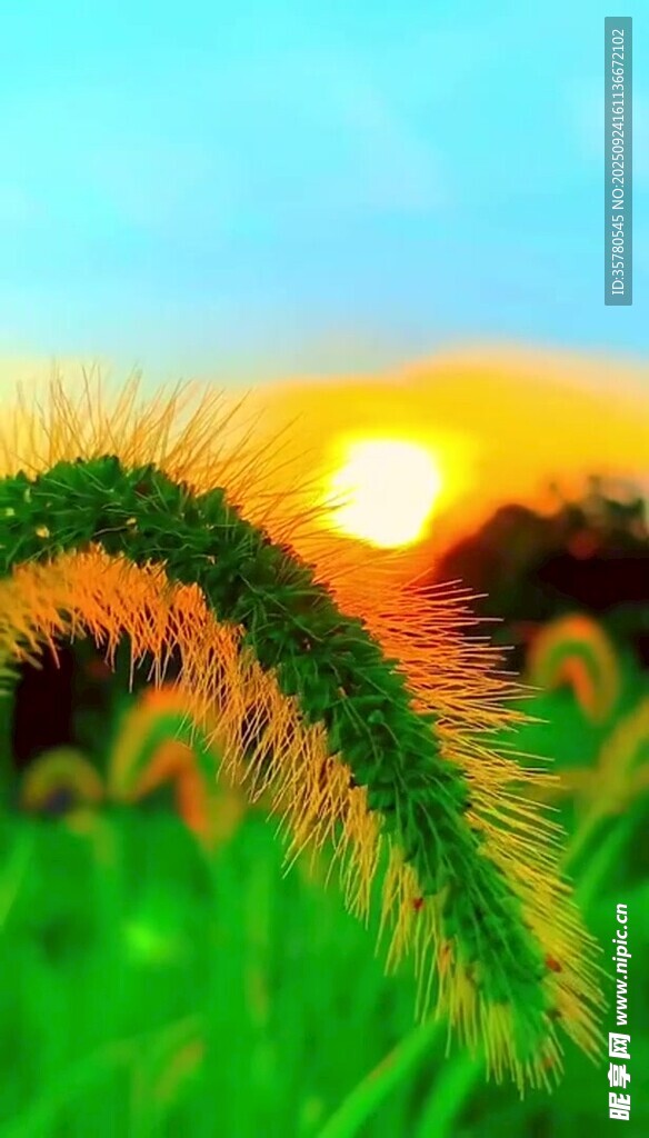 夕阳下的狗尾巴草美景