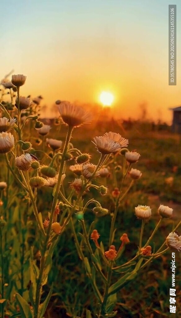 夕阳下的烂漫野花
