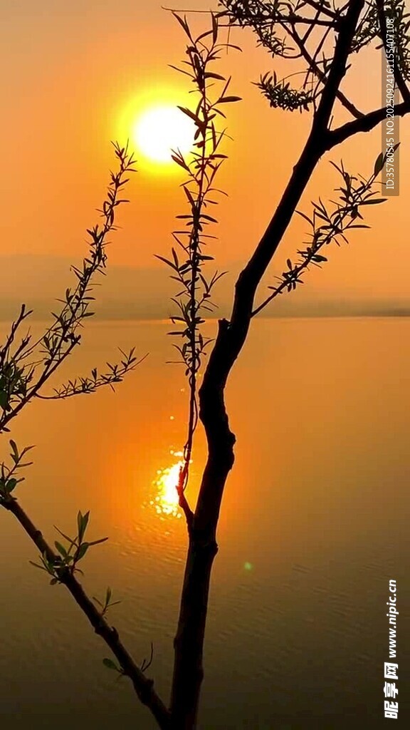 夕阳下的树枝剪影