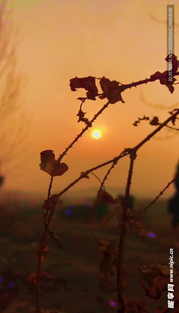 夕阳下的植物枝干
