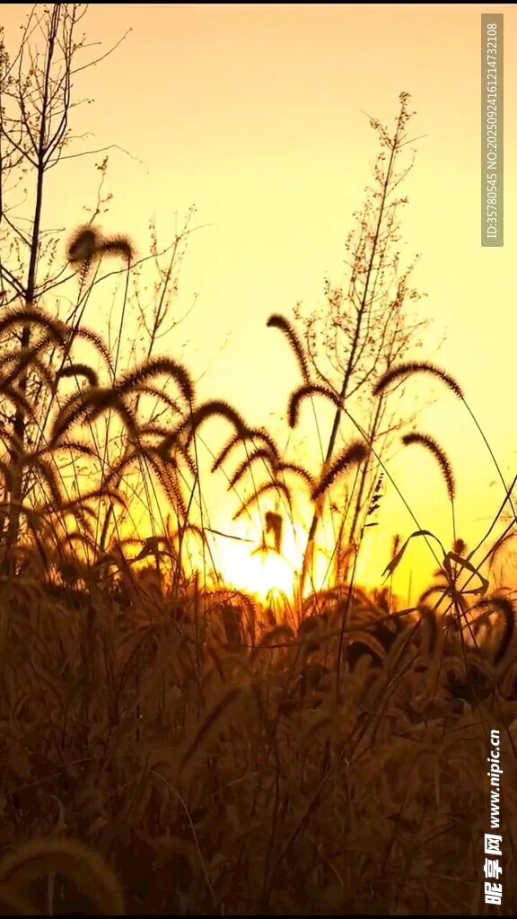 夕阳下的玉米田美景