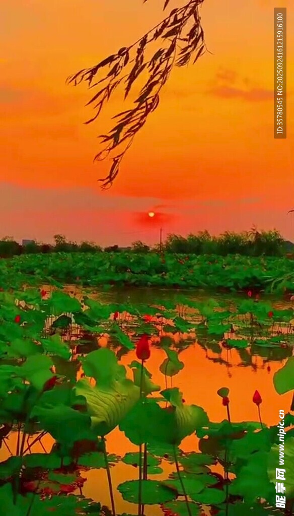 夕阳下的荷塘美景