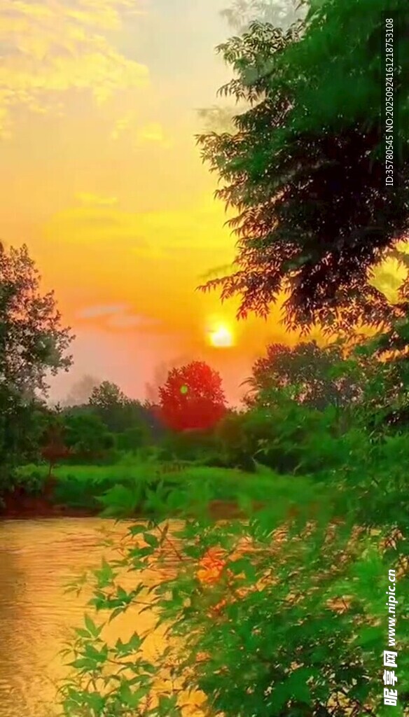 夕阳下的河畔花草美景