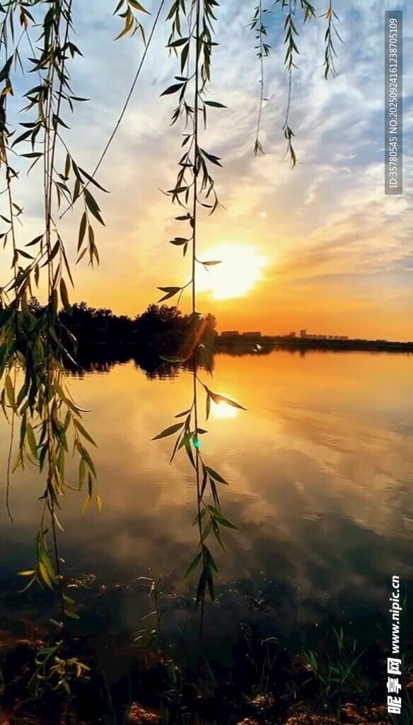 夕阳下的湖畔垂柳美景