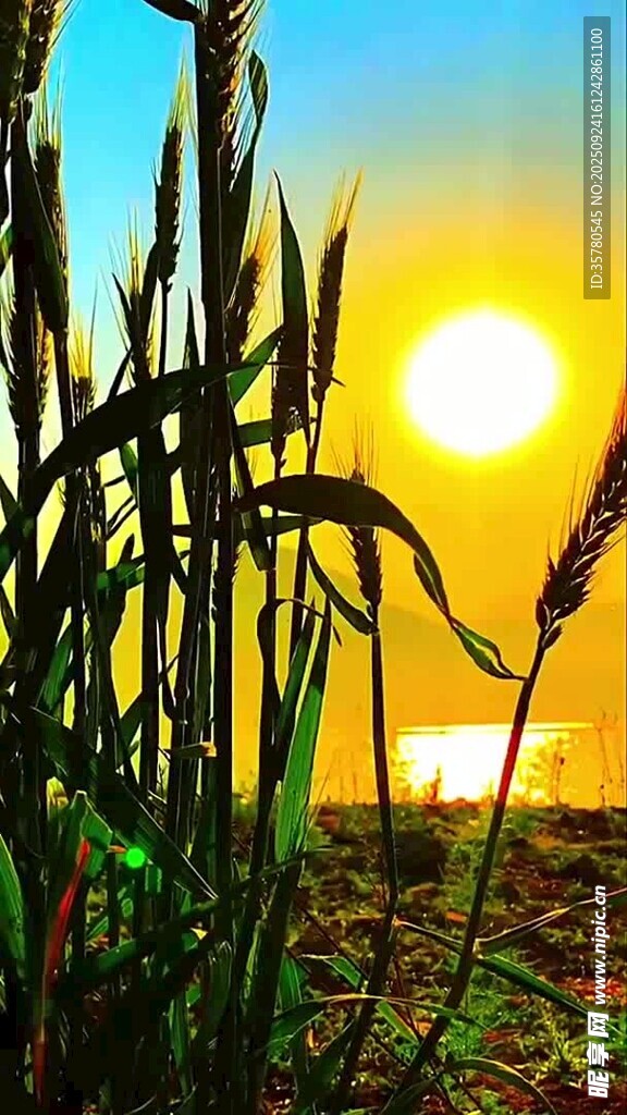 夕阳下的麦田美景