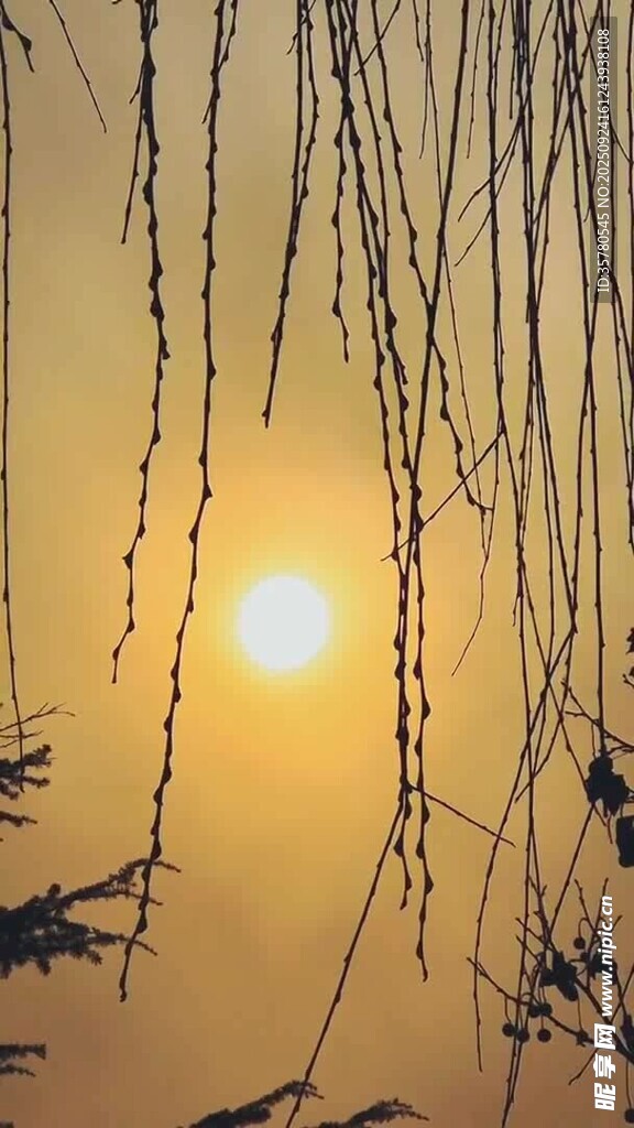 夕阳下的垂柳枝影