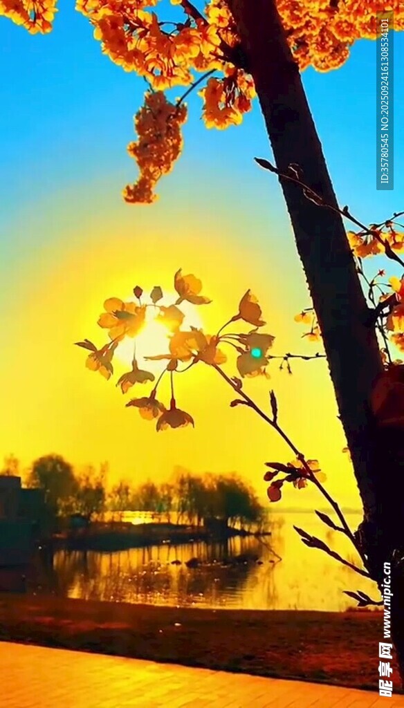 夕阳下湖畔的绚烂秋景