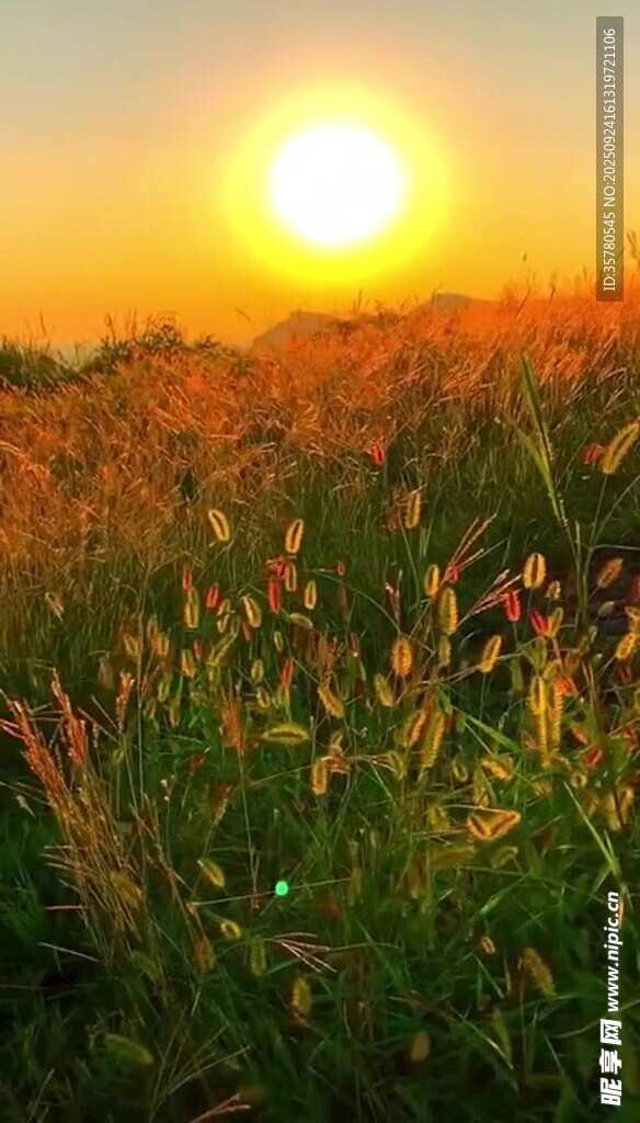 夕阳下的金色草地