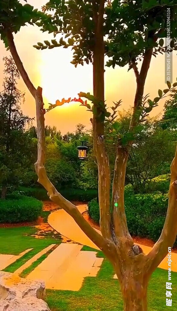黄昏下的宁静庭院景观