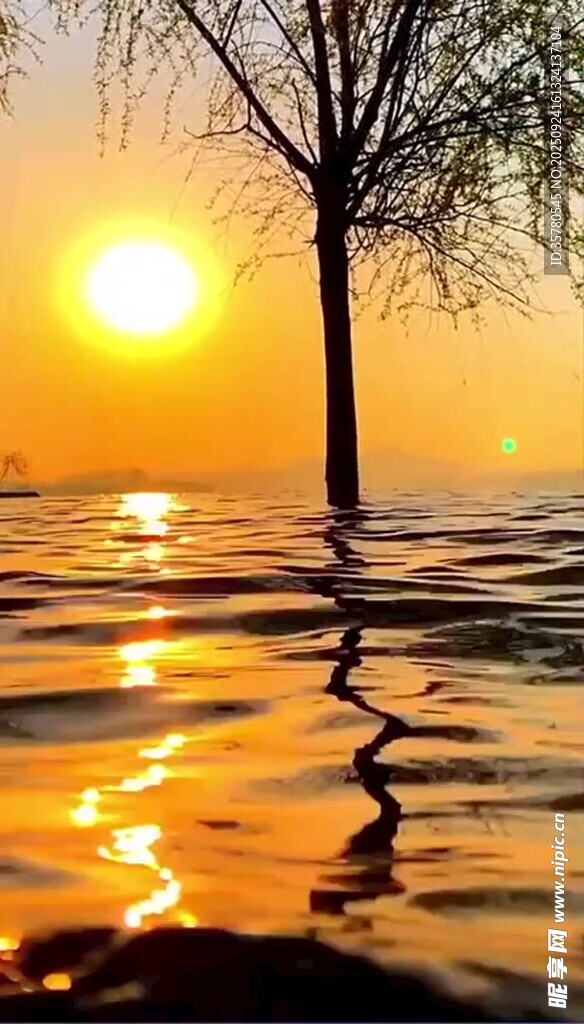 夕阳下水中孤树美景