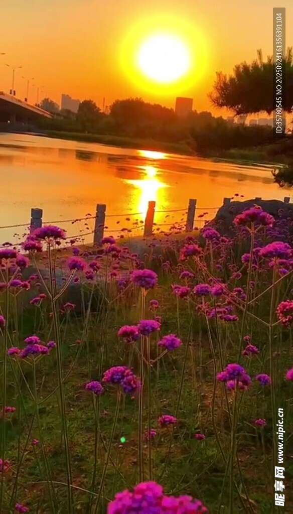 夕阳下的花海美景