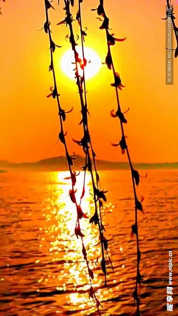 夕阳下带刺铁丝网海岸线