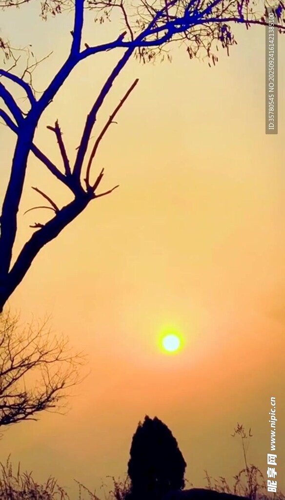 夕阳下的孤树剪影