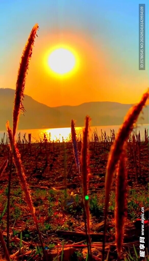 夕阳下的红穗植物美景