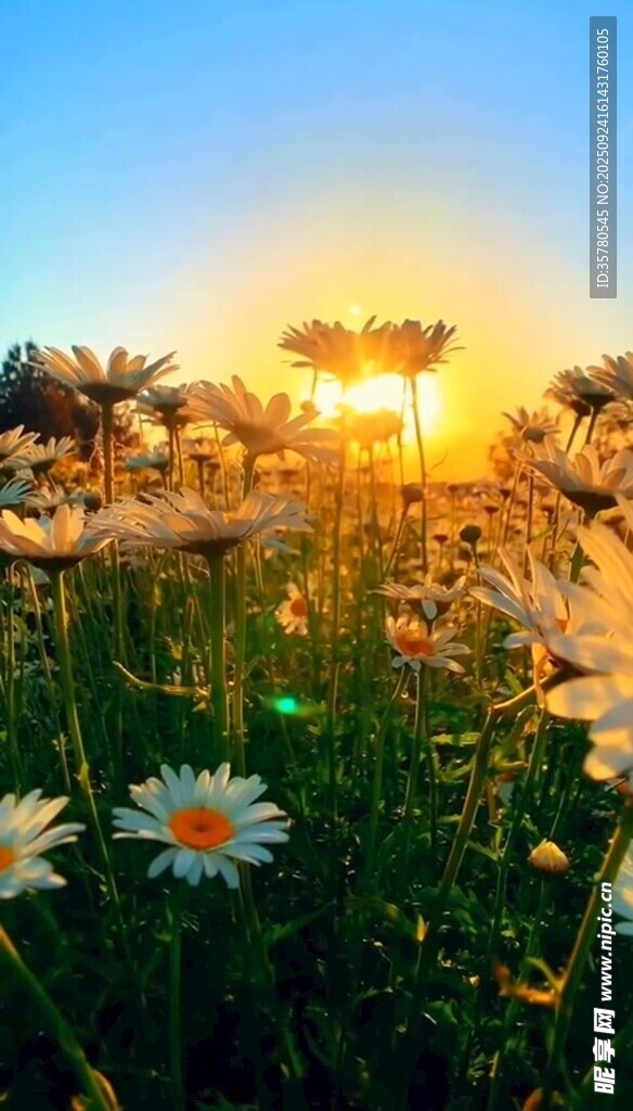 夕阳下的雏菊花海