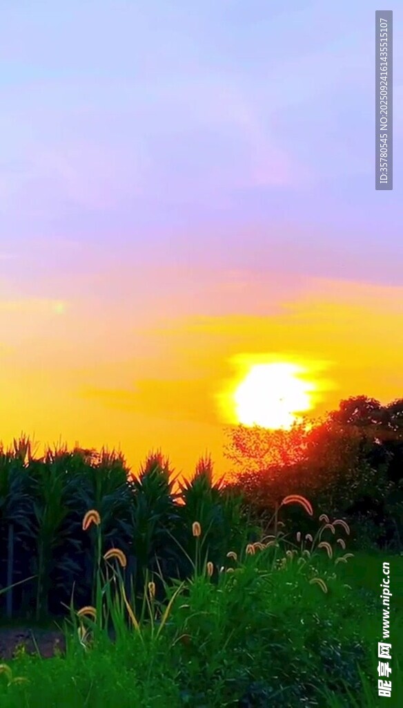 日落时分的森林美景
