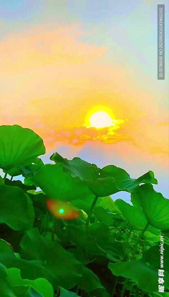 日出下的翠绿植物景观