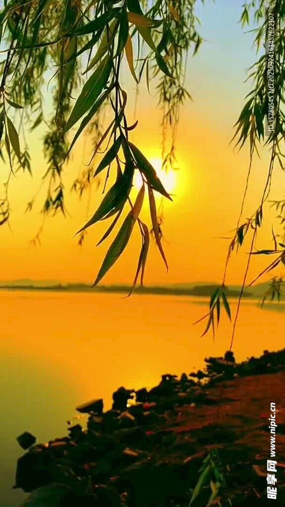 夕阳下的垂柳湖畔美景