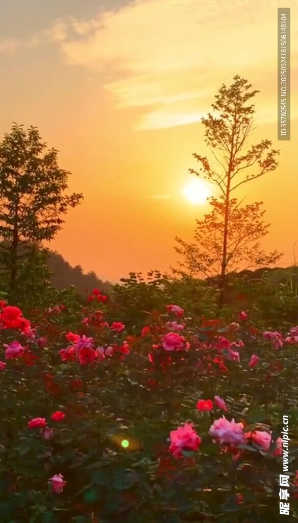 夕阳下的绚烂花海