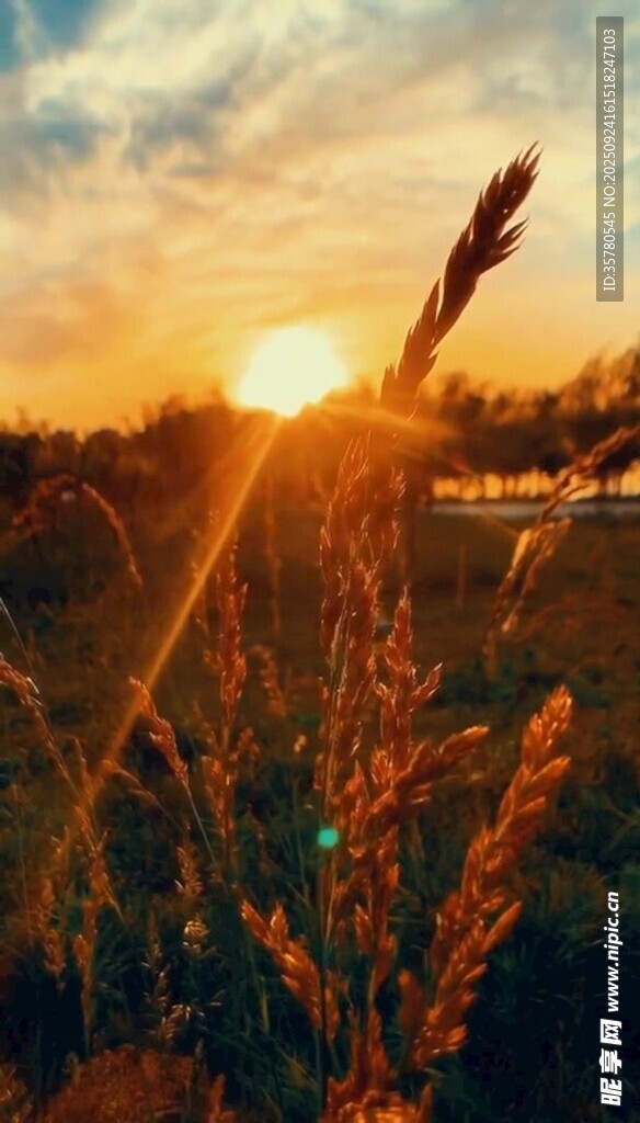 夕阳下的草尖美景