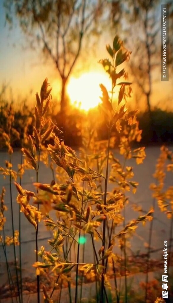 夕阳下的金色草丛美景