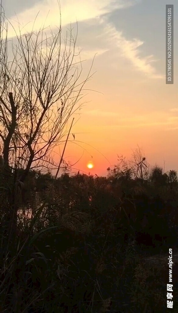 夕阳下的枯树景观