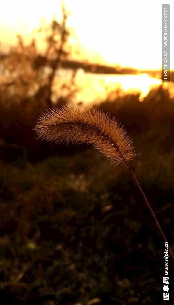 夕阳下的户外露营场景